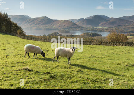 Moutons dans le champ près de Derwent Water, Lake District National Park Banque D'Images