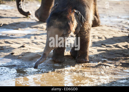 Bébé éléphant asiatique Max joue dans la boue et explore les gelées abreuvoir à ZSL Whipsnade dans Bedfordshire Banque D'Images