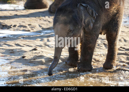 Bébé éléphant asiatique Max joue dans la boue et explore les gelées abreuvoir à ZsL Whipsnade dans Bedfordshire Banque D'Images