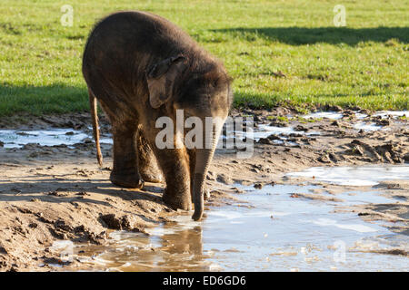 Bébé éléphant asiatique Max joue dans la boue et explore les gelées abreuvoir à Whipsnade ZLS dans Bedfordshire Banque D'Images