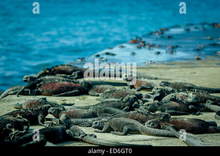 Des iguanes au soleil dans l'île de floreana galpagos Banque D'Images