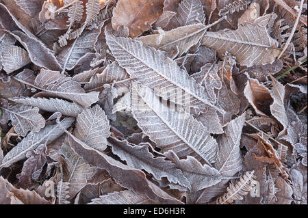 Givre lourd feuilles de revêtement frondes de fougère illustrant le gel gel Banque D'Images