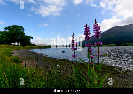 Bassenthwaite dans le Lake District, Cumbria, Parc National Banque D'Images