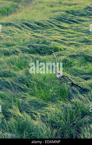 Vues d'Starrigavan Zone de loisirs, la vie de l'estuaire de sentier près de Sitka, en Alaska. L'estuaire de modèles de vague graminées et carex. Banque D'Images