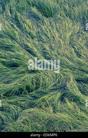 Vues d'Starrigavan Zone de loisirs, la vie de l'estuaire de sentier près de Sitka, en Alaska. L'estuaire de modèles de vague graminées et carex. Banque D'Images