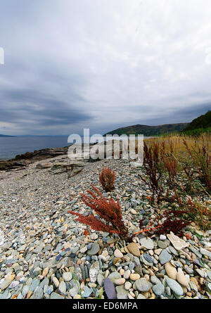 Le littoral à Lochranza sur l'île d'Arran, Ecosse Banque D'Images