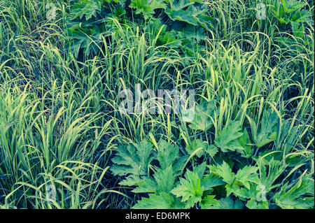 Vues d'Starrigavan Zone de loisirs, la vie de l'estuaire de sentier près de Sitka, en Alaska. Les carex et les panais vache parmi les carex. Banque D'Images