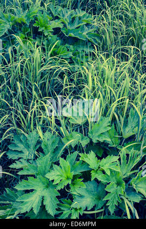 Vues d'Starrigavan Zone de loisirs, la vie de l'estuaire de sentier près de Sitka, en Alaska. Les carex et les panais vache parmi les carex. Banque D'Images