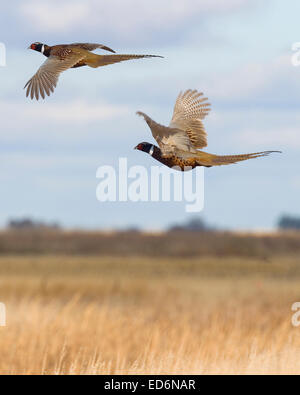Faisans de vol Banque D'Images