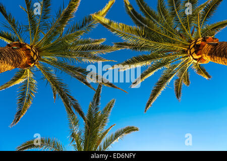 Trois branches de palmiers contre le ciel Banque D'Images