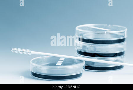 Culture des cultures pathogènes dans des boîtes de Petri Banque D'Images