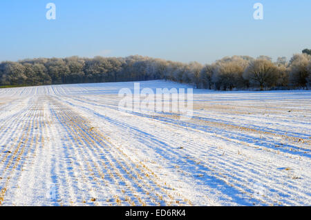 Papplewick, Dorset, UK. Le 30 décembre 2014. Des températures inférieures à zéro du jour au lendemain la production d'un beau paysage avec un ciel bleu vif et une lourde givre se poursuivre jusqu'à jeudi . Credit : IFIMAGE/Alamy Live News Banque D'Images