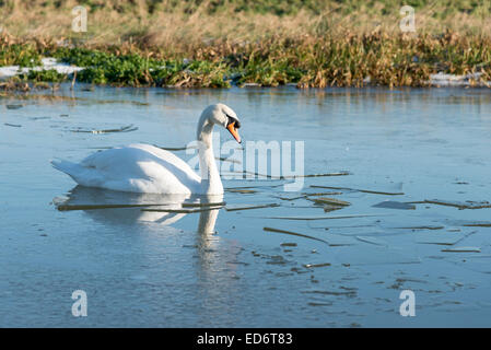 Earith, España. 30 Décembre, 2014. Météo britannique. Un cygne muet nage dans la glace sur la rivière près de Earith Old West Dorset UK. La rivière a gelé après un gel froid la nuit. L'ancienne rivière West fait partie de l'Ouse lave et suit le chemin d'origine de la rivière Great Ouse reliant avec la rivière Cam et qui s'écoulent dans l'East Anglia dans le laver à King's Lynn. Julian crédit Eales/Alamy Live News Banque D'Images