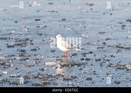 Wimbledon, Londres, Royaume-Uni. 30 Décembre, 2014. Météo britannique. Une mouette se repose sur un lac gelé sur Wimbledon Common avec la baisse des températures Crédit : amer ghazzal/Alamy Live News Banque D'Images