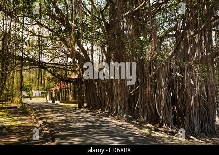 L'Ile Maurice, Tamarin, Little Black River, immense Banyan Tree road post office d'ombrage Banque D'Images