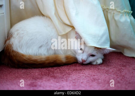 Le gingembre et le chat blanc se reposant sous une table de chevet Banque D'Images
