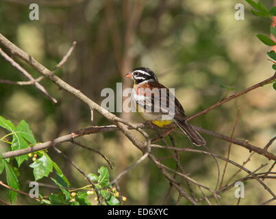 Mâle Golden-breasted bunting, Emberiza flaviventris dans les montagnes du Drakensberg, Afrique du Sud Banque D'Images