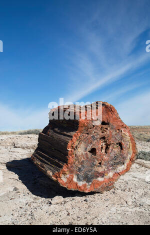 USA, Arizona, Petrified Forest National Park, Section transversale de petrified wood Banque D'Images