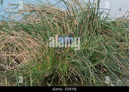 African talève sultane Porphyrio porphyrio madagascariensis,, à Wakkerstroom, Afrique du Sud Banque D'Images