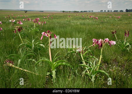 La rivière Orange lily, Crinum bulbispermum, dans les prairies de plaine humide, Wakkerstroom, Afrique du Sud Banque D'Images