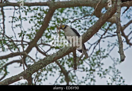 White-crested helmetshrike mâle, Prionops plumatus, transportant des matériaux de nidification ; Parc National Kruger, Afrique du Sud Banque D'Images