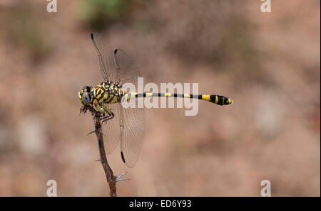 Tigertail commun libellule, Ictinogomphus ferox perché sur twig ; Parc National Kruger, Afrique du Sud Banque D'Images