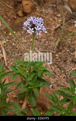 Pentanisia prunelloides, verveine sauvage, dans les prairies, les montagnes du Drakensberg, Afrique du Sud Banque D'Images