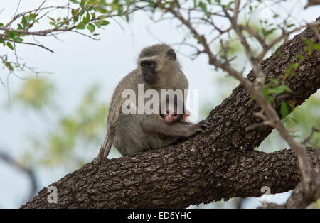 Un singe, Chlorocebus pygerythrus, la mère et l'enfant ; Parc National Kruger, Afrique du Sud Banque D'Images