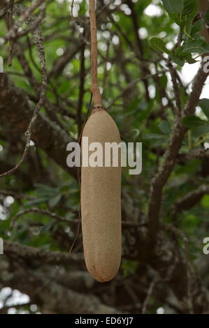 Arbre Kigelia africana saucisse en fruits, Kruger National Park, Afrique du Sud Banque D'Images