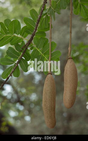 Arbre Kigelia africana saucisse en fruits, Kruger National Park, Afrique du Sud Banque D'Images