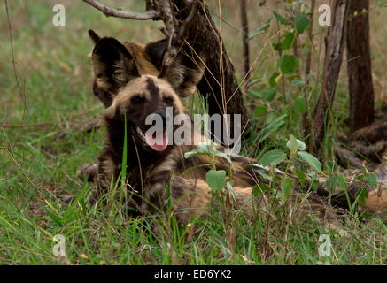 Chien sauvage, Lycaon pictus, partie d'un pack se reposant après l'alimentation ; le parc national Kruger, Afrique du Sud Banque D'Images