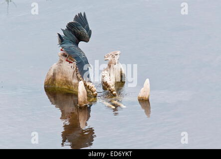 Héron vert Butorides striata, perché sur un crâne d'hippopotames. Le Parc National Kruger, Afrique du Sud Banque D'Images