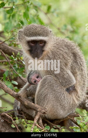 Un singe, Chlorocebus pygerythrus, la mère et l'enfant ; Parc National Kruger, Afrique du Sud Banque D'Images