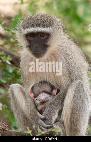 Un singe, Chlorocebus pygerythrus, la mère et l'enfant ; Parc National Kruger, Afrique du Sud Banque D'Images