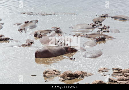 Groupe d'hippopotame, Hippopotamus amphibius, ou dans une rivière, Kruger National Park, Afrique du Sud Banque D'Images