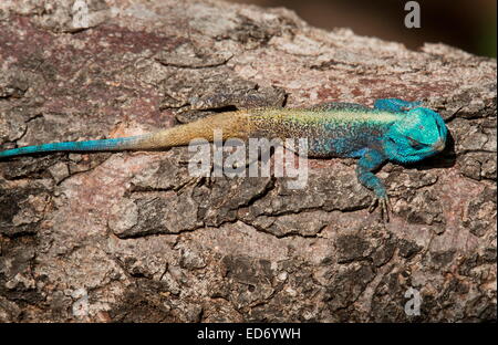 Des ruisseaux du sud de l'homme, Acanthocercus rivale en condition d'élevage, sur l'arbre. Le Parc National de Kruger. Banque D'Images