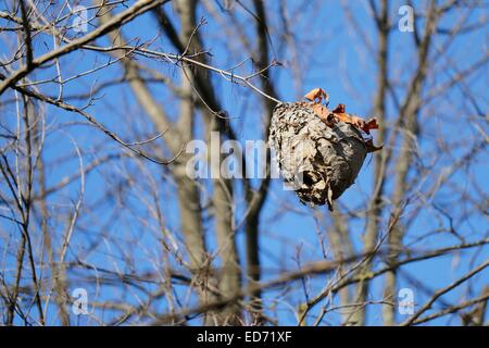 Nid de frelons accroché à partir de la branche d'arbre. Banque D'Images