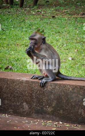 Macaque Monkey Tiger cave temple bouddhique Wat Tham Suea. Krabi, Thaïlande, Asie du Sud-Est Banque D'Images