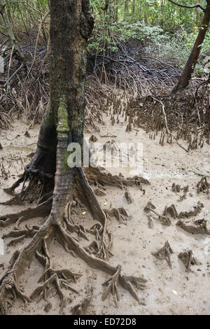 Racines aériennes, Mangrove Forest sentier nature à Krabi, Thaïlande, Asie du Sud-Est Banque D'Images