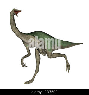 Gallimimus dinosaure, fond blanc. Banque D'Images