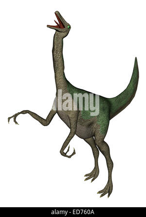 Dinosaure Gallimimus rugissant, fond blanc. Banque D'Images