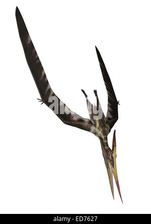 Pteranodon reptile volant, fond blanc. Banque D'Images