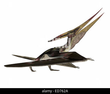 Pteranodon reptile volant, fond blanc. Banque D'Images