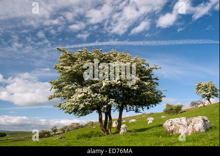 L'Aubépine en fleur arbre noueux, dans un pâturage de montagne calcaire, avec un dramtic ciel. , Cumbria (Royaume-Uni) Banque D'Images