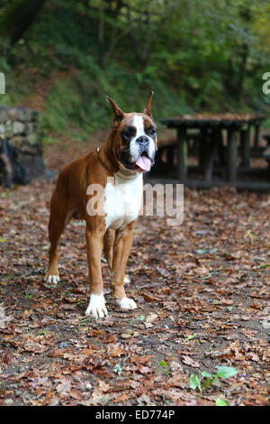 Magnifique jeune boxer sur un parc en automne Banque D'Images