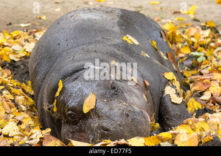 gros plan sur l'hippopotame pygmée au repos Banque D'Images