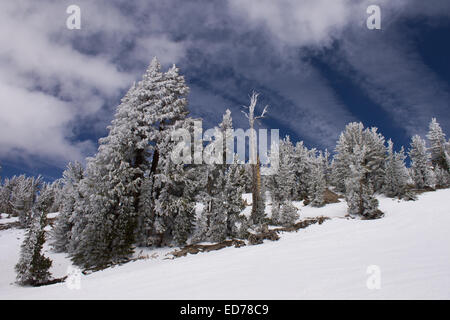 Les arbres couverts de neige d'hiver, Mammoth Mountain, en Californie. Banque D'Images