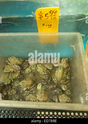 Département de fruits de mer du marché asiatique à Albany, New York vend des grenouilles en direct par le livre. Banque D'Images