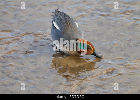 Teal Anas crecca homme se nourrissant sur les vasières Décembre à Titchwell RSPB Réserver Banque D'Images