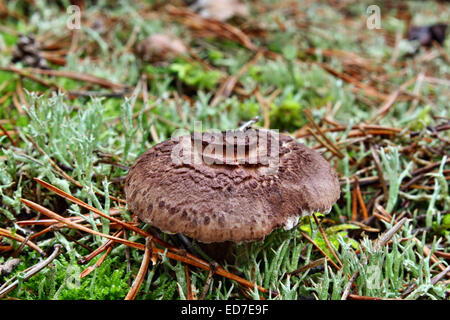 Faire revenir les champignons dans la forêt en croissance sarcodon Banque D'Images